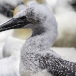 Cape Kidnappers Gannet Colony Private Tour - The Itinerary: What Makes the Tour Special