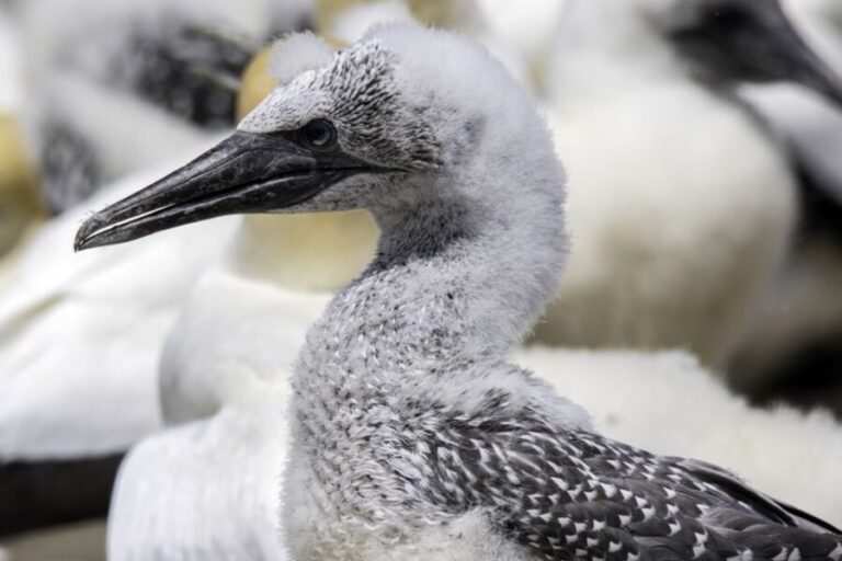 Cape Kidnappers Gannet Colony Private Tour - The Itinerary: What Makes the Tour Special