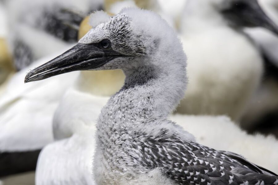 Cape Kidnappers Gannet Colony Private Tour - The Itinerary: What Makes the Tour Special
