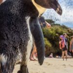 Cape of Good Hope, Chapman's Peak Drive, Penguins , Seals - A Full Breakdown of the Tour Experience