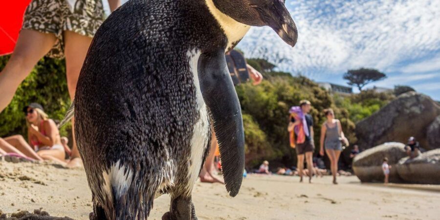 Cape of Good Hope, Chapman's Peak Drive, Penguins , Seals - A Full Breakdown of the Tour Experience