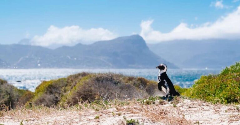 Cape of Good Hope Full-Day Private Tour - Authentic Insights from Reviews