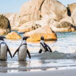 Cape of Good Hope Penguins Seals & Chapmans Peak Shared Tour - A Detailed Look at the Tour Experience