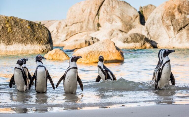 Cape of Good Hope Penguins Seals & Chapmans Peak Shared Tour - A Detailed Look at the Tour Experience
