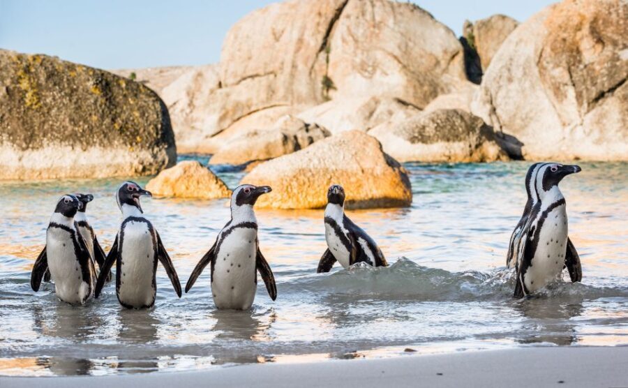 Cape of Good Hope Penguins Seals & Chapmans Peak Shared Tour - A Detailed Look at the Tour Experience