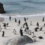 Cape of Good Hope Private Solo or Small Group day Tour. - Who Will Love This Tour?