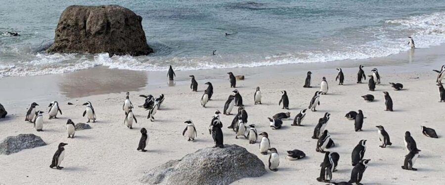 Cape of Good Hope Private Solo or Small Group day Tour. - Who Will Love This Tour?
