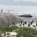 Cape Peninsula: Cape of Good Hope & Boulders Beach Penguins - Practical Details and Considerations