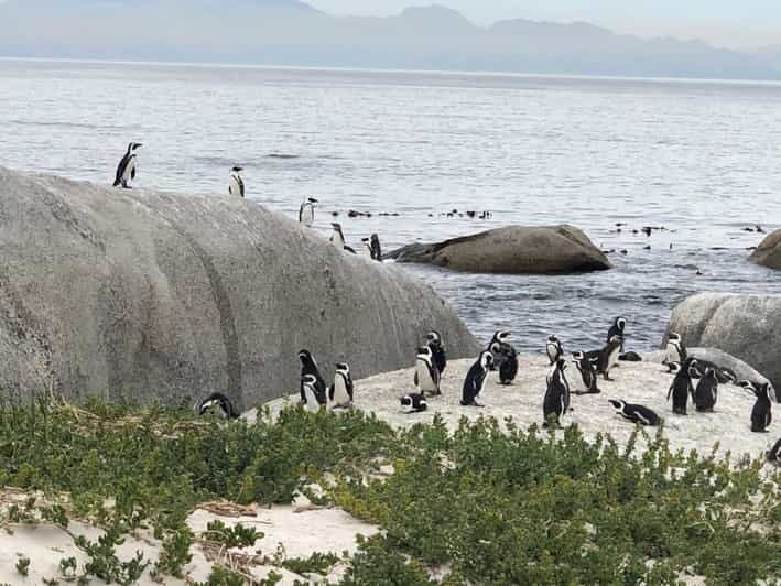 Cape Peninsula: Cape of Good Hope & Boulders Beach Penguins - Practical Details and Considerations