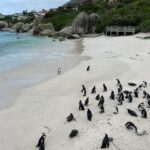 Cape Peninsula Private Tour - Practical Details and Value