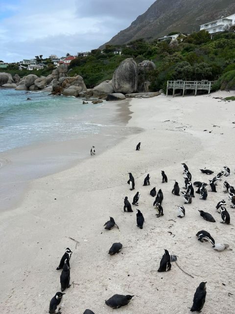 Cape Peninsula Private Tour - Practical Details and Value