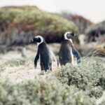 Cape Peninsula Shared Half-Day Tour - Wildlife and Optional Stops