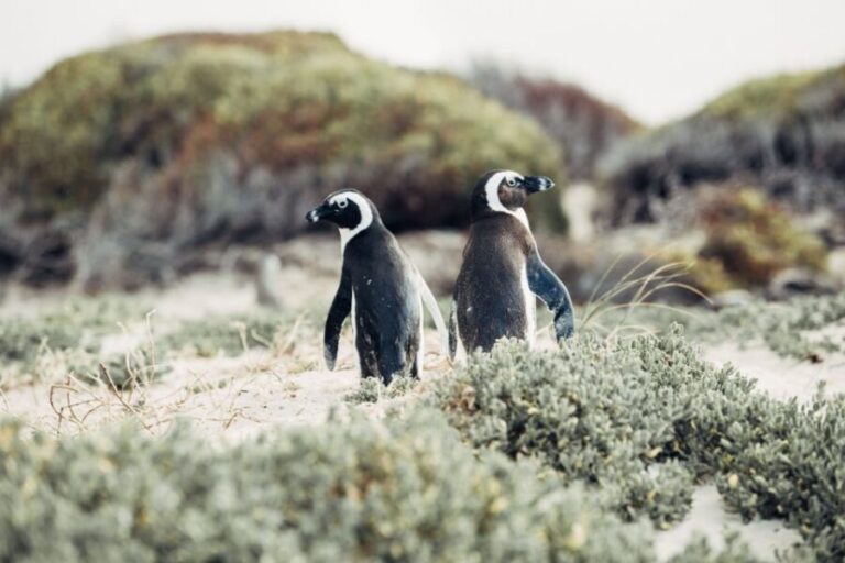 Cape Peninsula Shared Half-Day Tour - Wildlife and Optional Stops
