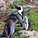 Cape Point Full-Day Tour From Cape Town - Exploring Cape Point and the Cape of Good Hope