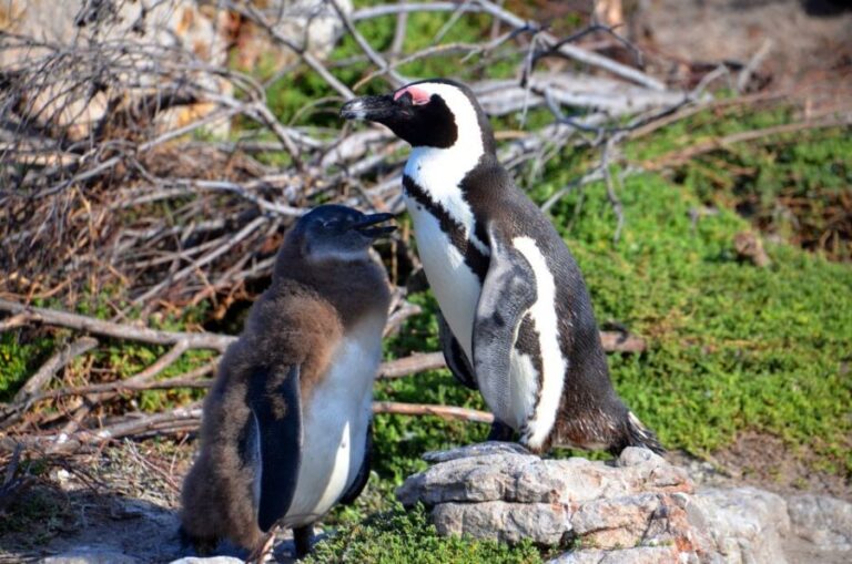 Cape Point Full-Day Tour From Cape Town - Exploring Cape Point and the Cape of Good Hope