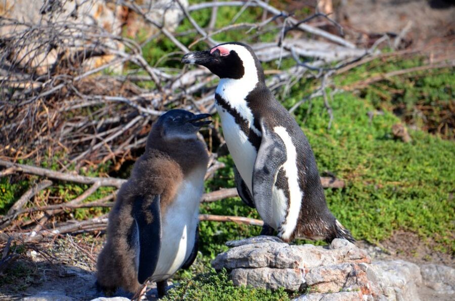 Cape Point Full-Day Tour From Cape Town - Exploring Cape Point and the Cape of Good Hope