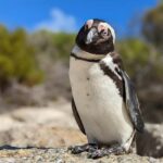 Cape Point Odyssey: A Coastal Journey Beyond Boundaries - Exploring Cape Malay Heritage and Local Flavor