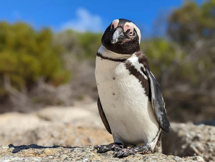 Cape Point Odyssey: A Coastal Journey Beyond Boundaries - Exploring Cape Malay Heritage and Local Flavor