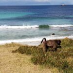 Cape Point & Penguins: Private Cape Peninsula Tour. - An In-Depth Look at the Tour Itinerary