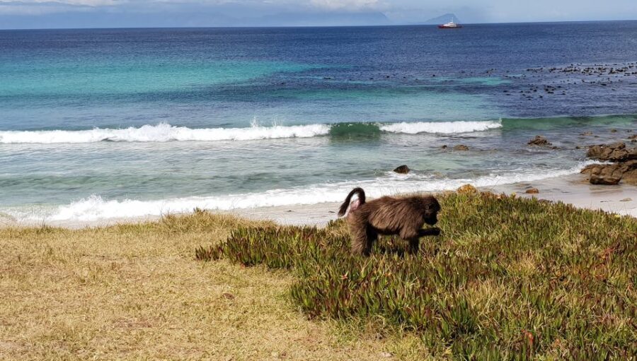 Cape Point & Penguins: Private Cape Peninsula Tour. - An In-Depth Look at the Tour Itinerary