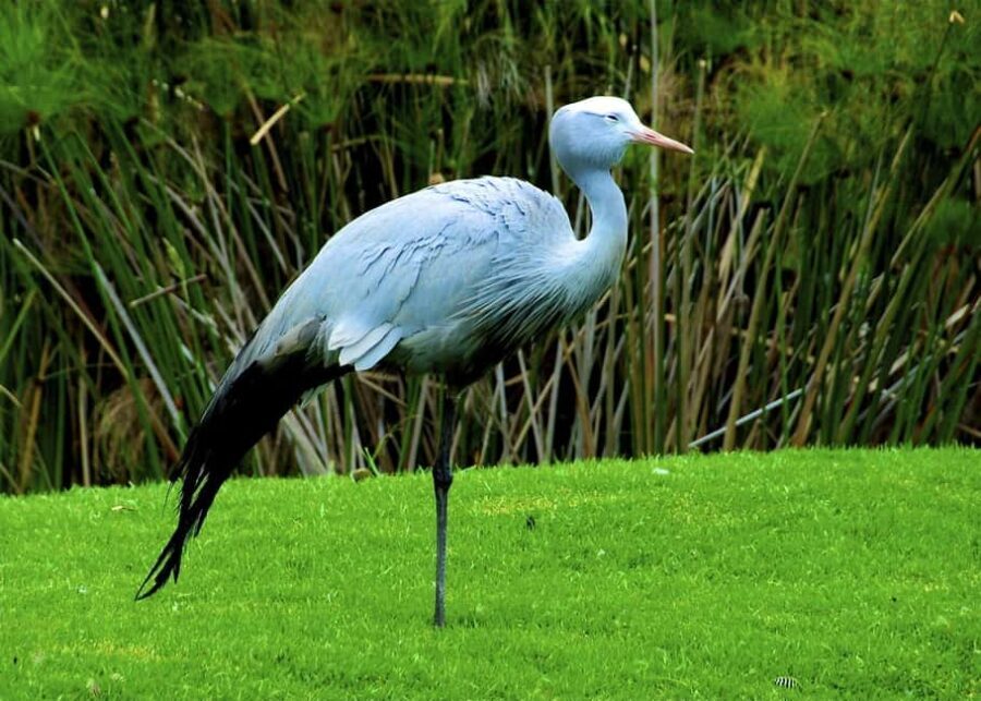 Cape Town: 4-Day Garden Route Small Group Tour - FAQ