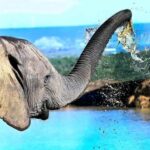 Cape Town: 5-Day Garden Route &Addo Elephant Port Elizabeth - What You Get for the Price
