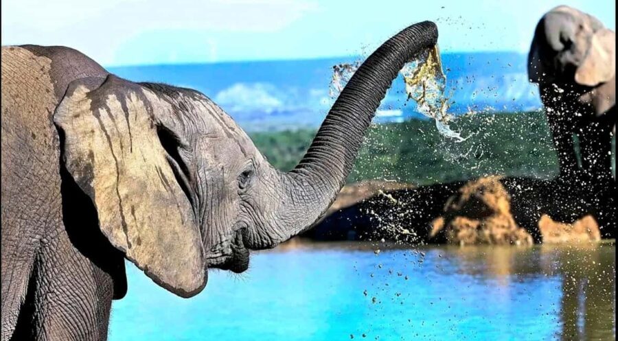 Cape Town: 5-Day Garden Route &Addo Elephant Port Elizabeth - What You Get for the Price