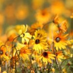 Cape Town: 5-Day West Coast Flower Tour - Key Points