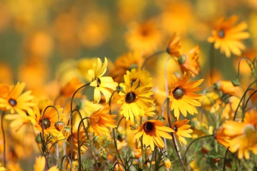 Cape Town: 5-Day West Coast Flower Tour - Key Points