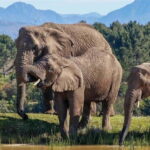 Cape Town: 7-Day Garden Route Safari Adventure - Day 4: Marine Adventure and Sweet Flavors