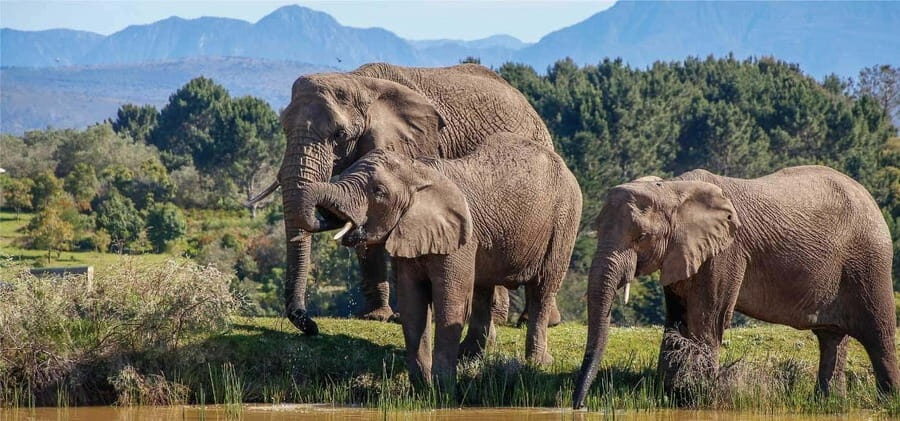 Cape Town: 7-Day Garden Route Safari Adventure - Day 4: Marine Adventure and Sweet Flavors