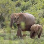 Cape Town: 9-Day Cape Coastal & Garden Route with Addo Tour - Who Is This Tour Best For?