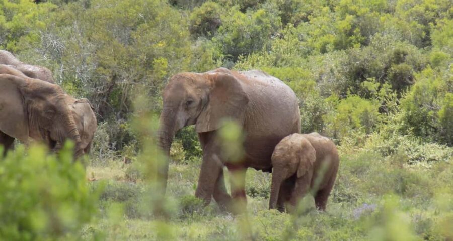 Cape Town: 9-Day Cape Coastal & Garden Route with Addo Tour - Who Is This Tour Best For?