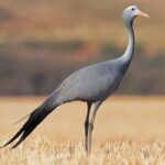 Cape Town and Garden Route with Accommodation 8 Day Tour - Practical Insights: What to Expect