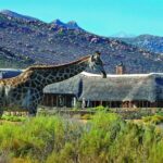 Cape Town: Aquila Game Reserve Day Entrance & Game Drive - Authentic Insights from Reviews