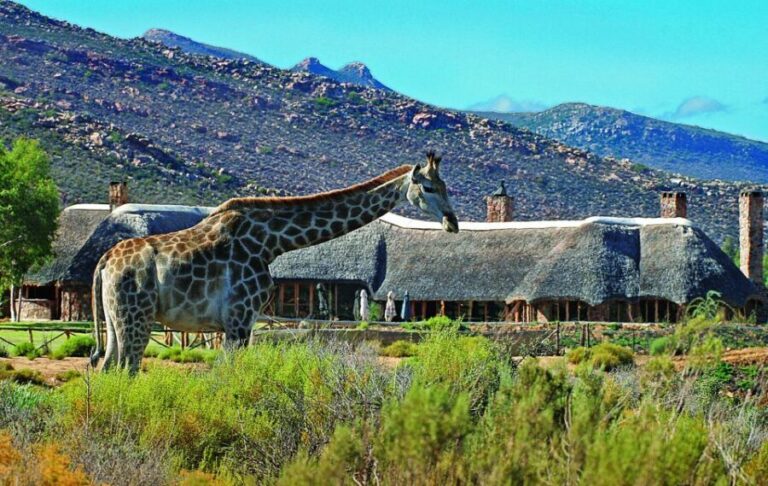 Cape Town: Aquila Game Reserve Day Entrance & Game Drive - Authentic Insights from Reviews