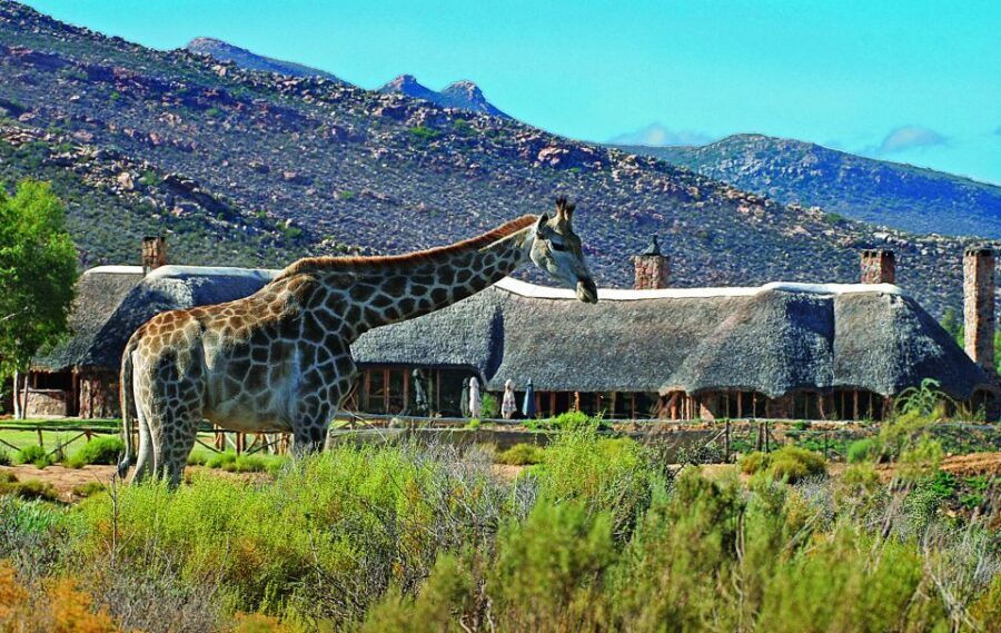 Cape Town: Aquila Game Reserve Day Entrance & Game Drive - Authentic Insights from Reviews
