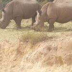 Cape Town: Aquila Game Reserve Sunset Game Drive - What to Expect from the Itinerary