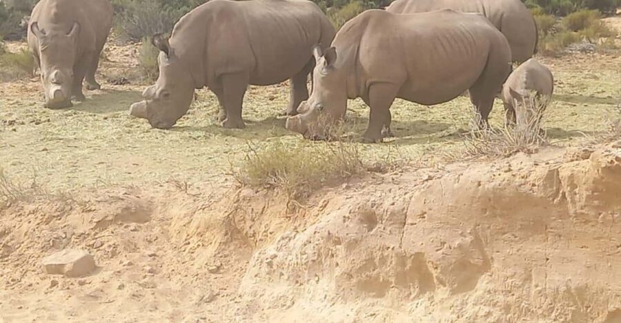 Cape Town: Aquila Game Reserve Sunset Game Drive - What to Expect from the Itinerary