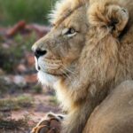 Cape Town: Aquila Private Game Reserve Safari with Lunch - The Authentic Touch: What We Learned from Reviews