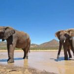 Cape Town: Aquila Private Game Reserve Safari with Lunch - A Detailed Look at the Experience