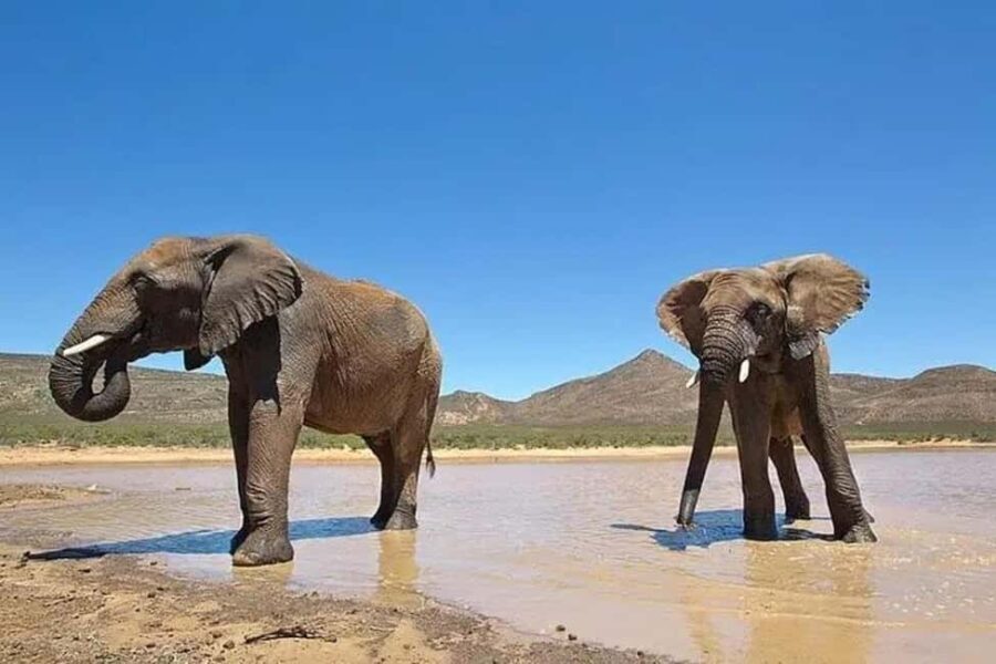 Cape Town: Aquila Private Game Reserve Safari with Lunch - A Detailed Look at the Experience