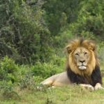 Cape Town: Aquila Private Game Reserve Sunset Safari - An In-Depth Look at the Experience