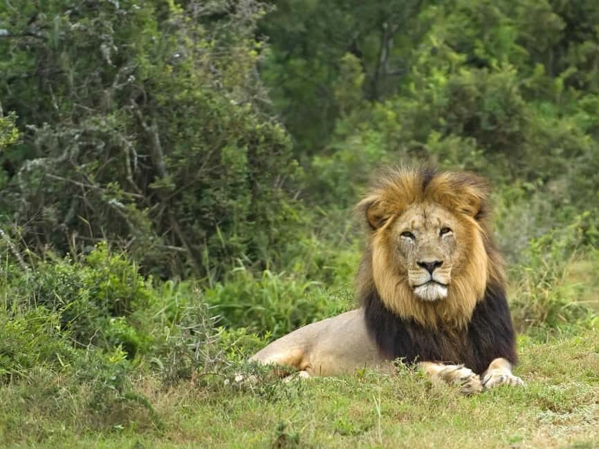 Cape Town: Aquila Private Game Reserve Sunset Safari - An In-Depth Look at the Experience