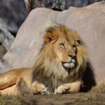 Cape Town: Aquila Private Game Safari with breakfast & lunch - Why This Tour Works for You