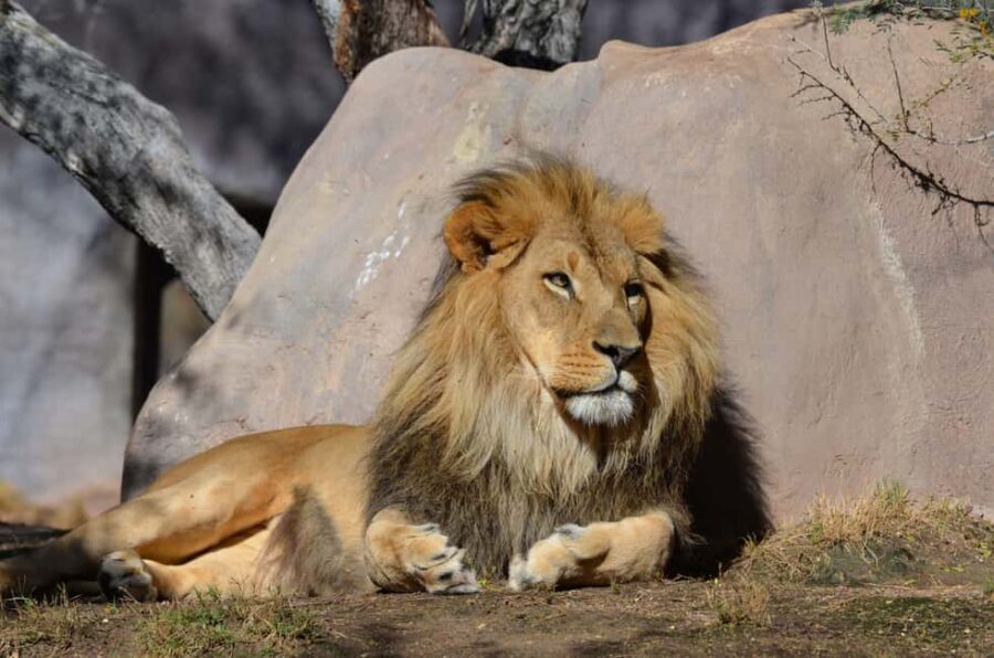 Cape Town: Aquila Private Game Safari with breakfast & lunch - Why This Tour Works for You