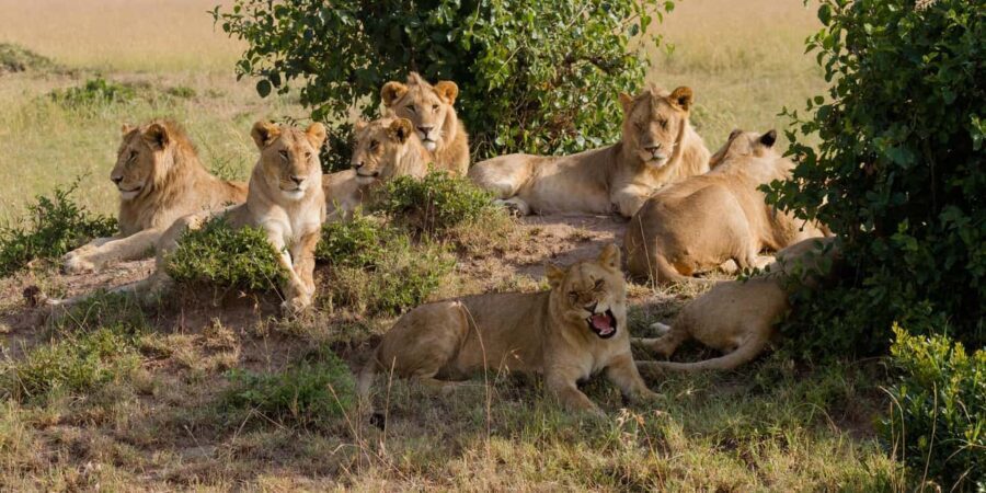 Cape Town: Aquila Reserve Safari with Lunch and Winery Visit - The Experience: A Balanced Blend of Nature, Food, and Culture
