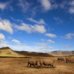 Cape Town: Big Five Safari and Breede River Valley Day Trip - Practical Details & What to Expect