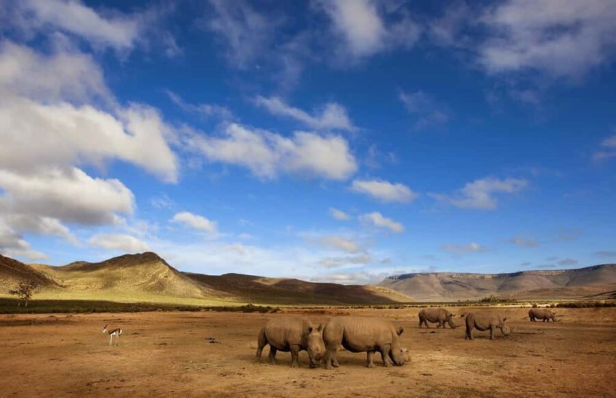 Cape Town: Big Five Safari and Breede River Valley Day Trip - Practical Details & What to Expect