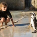 Cape Town: Boulders Penguin Colony Prebooked Entry Ticket - The Booking and Entry Process